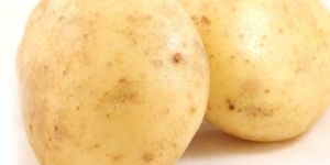 Potato