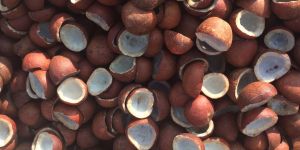 Coconut Copra