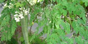 Moringa Leaves