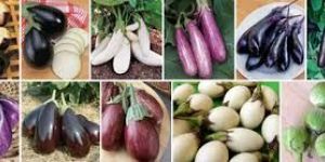 Aubergine Eggplant Brinjal