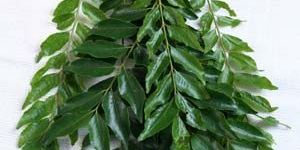 Fresh Curry Leaves