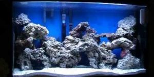Marine Tank Setup