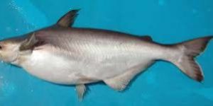Frozen Basa Fish