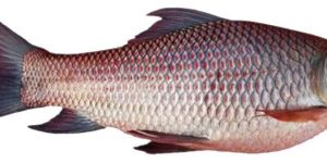 Frozen Rohu Fish