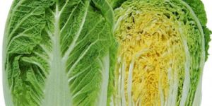 Fresh Chinese Cabbage