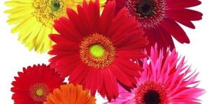 Fresh Gerbera Flowers