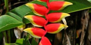Fresh Hanging Heliconia Flowers