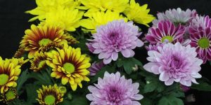 Fresh Chrysanthemum Flowers
