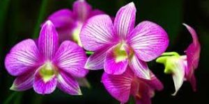 Fresh Orchid Flowers