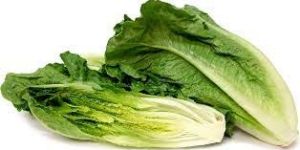Fresh Romaine Lettuce