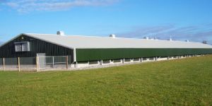 Poultry Sheds