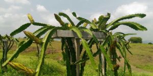 Dragon Fruit Plant