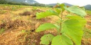 Teak Plantation Services