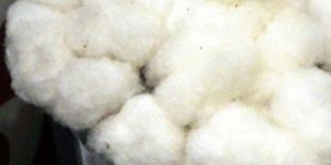 Raw Cotton