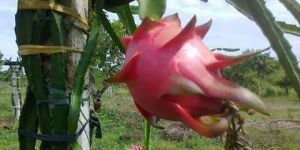 Dragon Fruite Plants