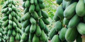 Papaya Plant