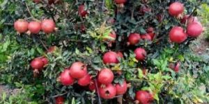 Pomegranate Plants