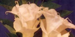 Tree and Shrub Seeds