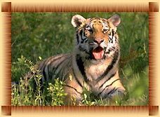 Indian Wildlife Tour Services