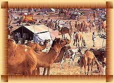 Tour Travel Services