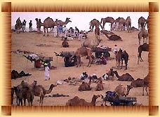 Pushkar Fair