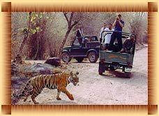 Wild India