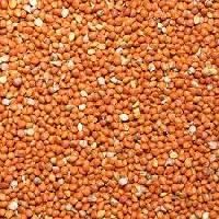 Red Millets