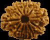 12 Mukhi Rudraksha