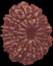 13 Mukhi Rudraksha
