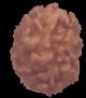2 Mukhi Rudraksha
