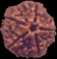 5 Mukhi Rudraksha