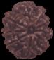 9 Mukhi Rudraksha