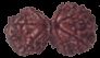 Gauri Shankar Rudraksha