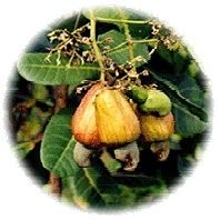 Cashew Nuts