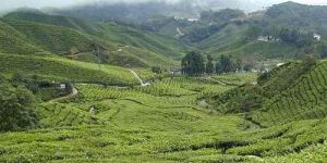 Darjeeling Tour Package