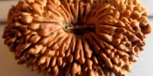 Nepali Rudraksha Bead M21 TRIPUR SUNDARI