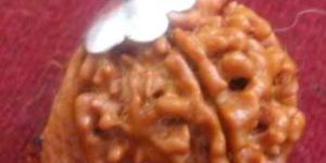 Nepali Rudraksha Bead M23 GANESH