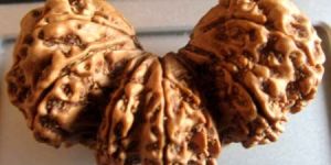 Nepali Rudraksha Bead M24 TRIJUTI DATTATREYA