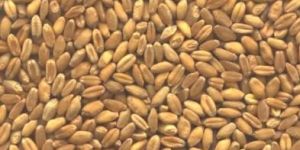 Wheat