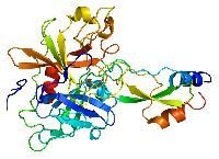 Protease