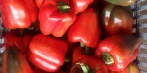 Red Capsicum