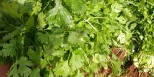 Fresh Coriander Leaves