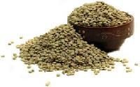 Green Lentil