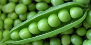 Fresh Green Peas
