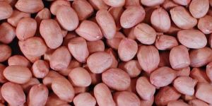 Bold Groundnut Kernels