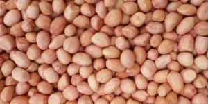 Java Groundnut Kernels