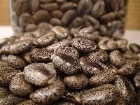 Castor Bean Seed