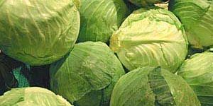 Fresh Cabbage