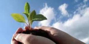 Organic Seaweed Zyme Granules