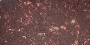 Vermicompost Organic Fertilizer